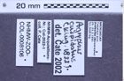 Etiketten zu Agrypnus cuspidatus (NHMW-ZOO-COL-0008106)